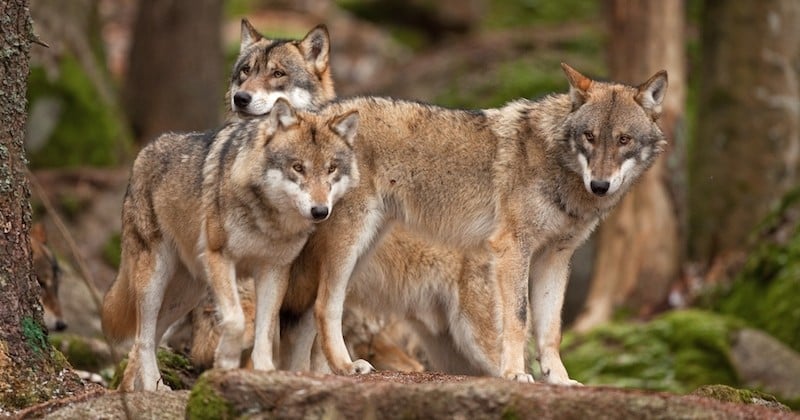 Désormais, les loups sont une espèce protégée même s'ils s'approchent d'une zone habitée