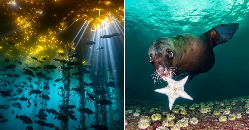 Les sublimes photos lauréates du Ocean Art Underwater Photo Contest 2020 révélées