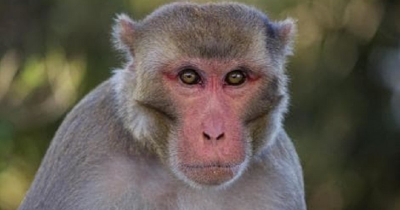 En Chine, des scientifiques implantent à des singes un gène de cerveau humain