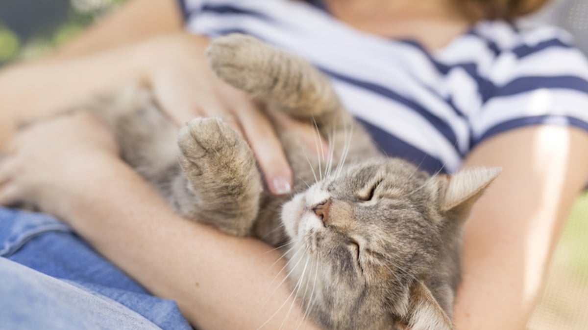 Voici pourquoi votre chat aime dormir sur vous !