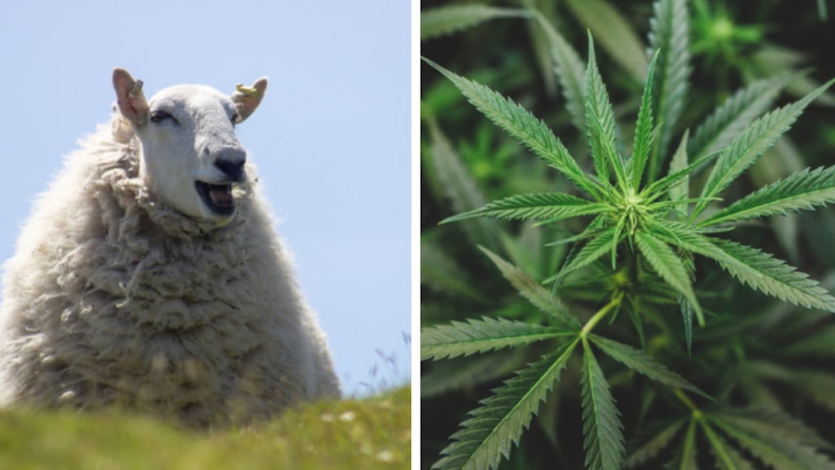 «Je ne sais pas si je dois rire ou pleurer» : un troupeau de moutons dévore 270 kg de cannabis