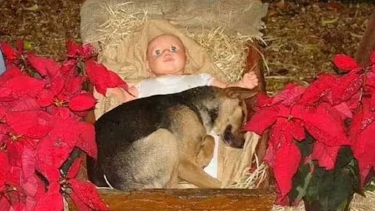 Brésil : un chiot errant se réfugie dans une crèche de Noël, son histoire émeut la toile 