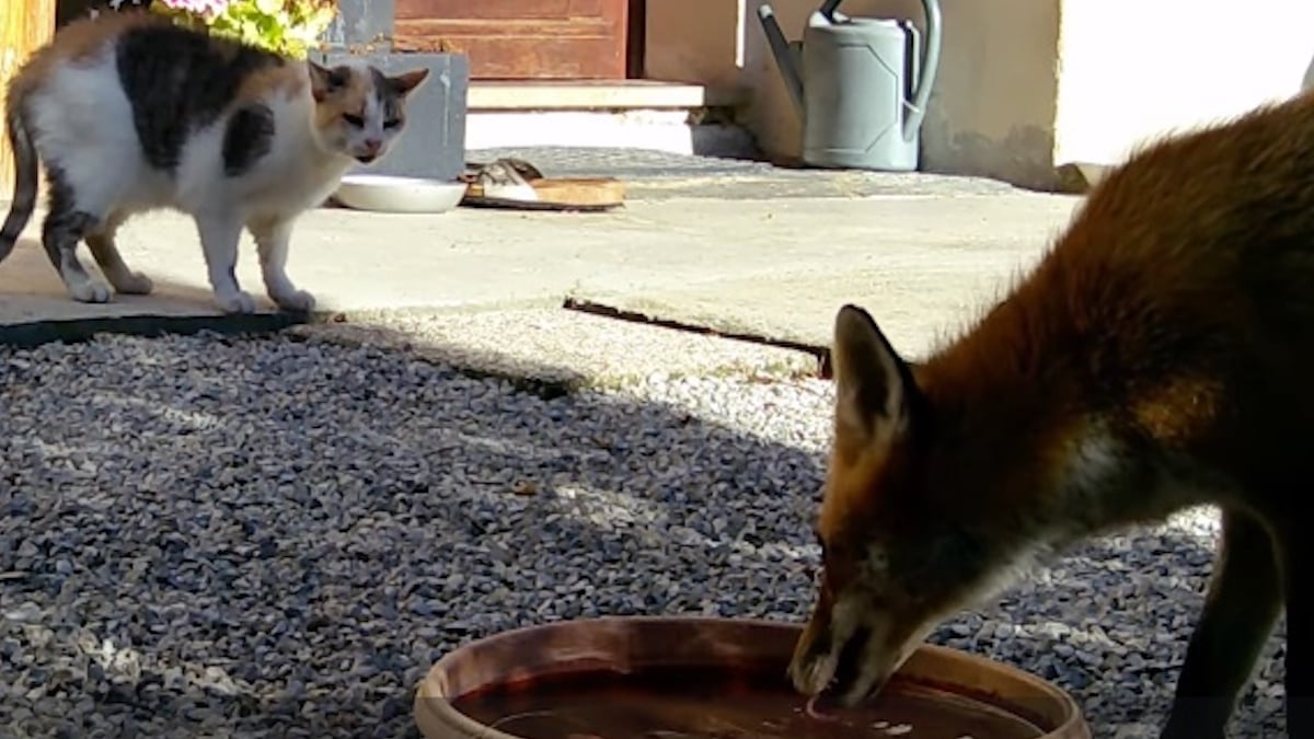 Cette vidéo d'un renard venu boire de l'eau dans un jardin, sous l'œil inquisiteur du chat de la maison, va vous faire craquer
