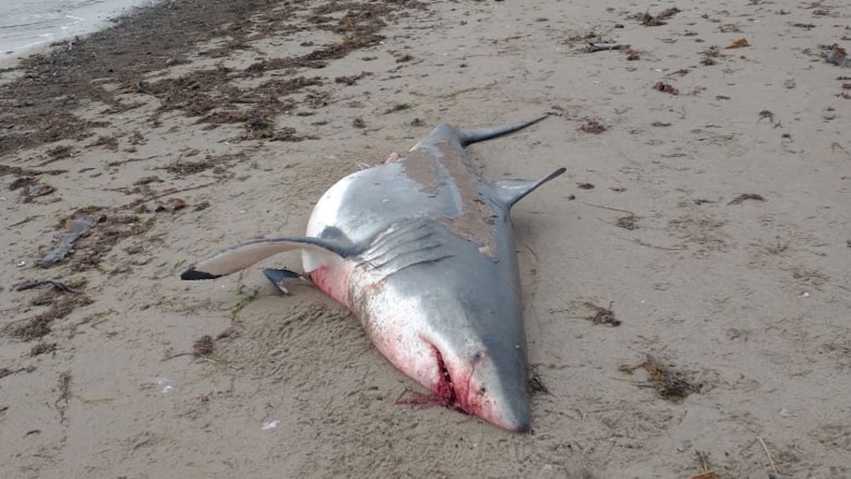 Au Canada, de plus en plus de requins blancs s'échouent sur les plages, une bonne nouvelle pour les scientifiques