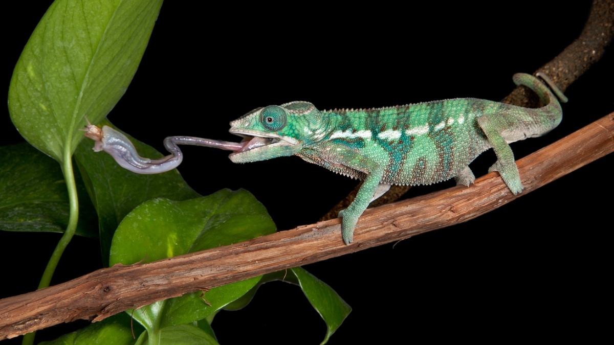 Le caméléon change de couleur, mais comment et pourquoi le fait-il ?