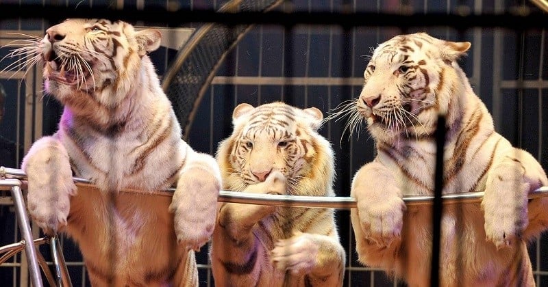 Le Portugal va mettre fin à l'exploitation des animaux sauvages dans les cirques d'ici 2024	