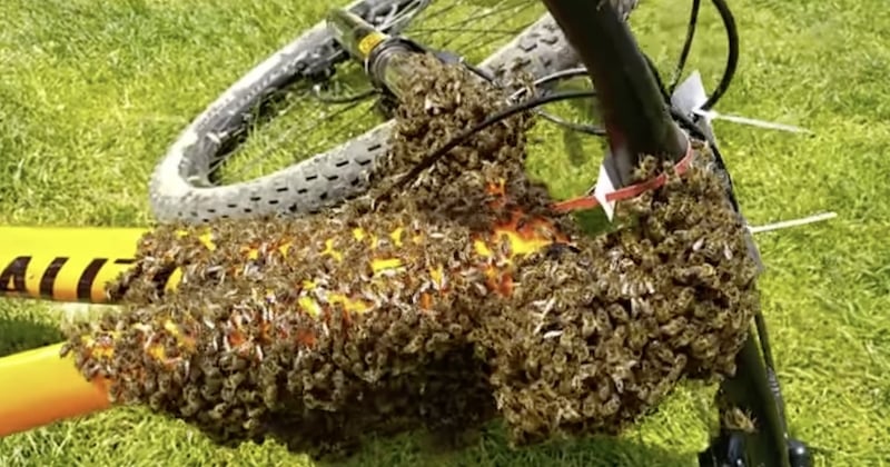 Cette promeneuse découvre un énorme essaim d'abeilles sur son vélo, la vidéo fait le buzz