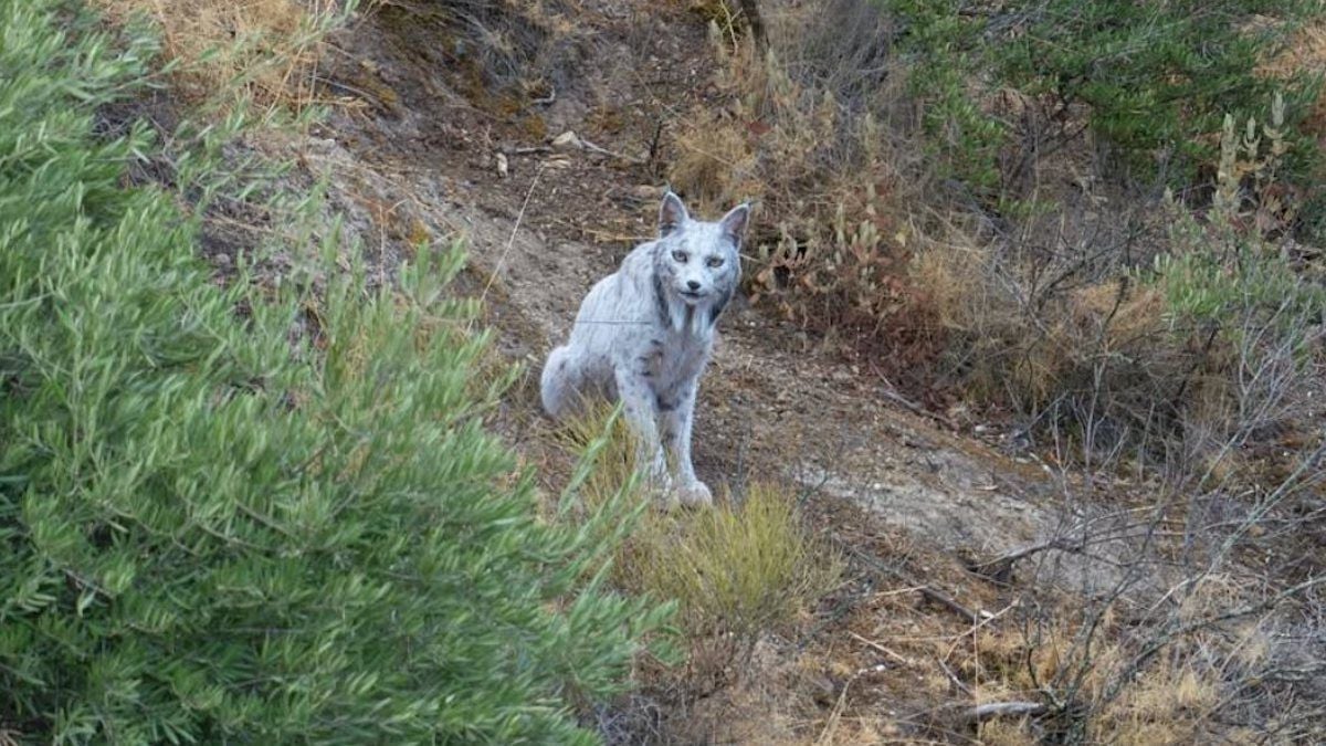 « Le fantôme blanc » : un lynx ibérique blanc a été photographié pour la première fois dans le monde