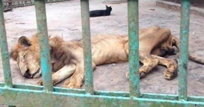 Squelettique et mourant, ce lion continue d'être exposé sans aucune dignité dans un zoo du Bangladesh