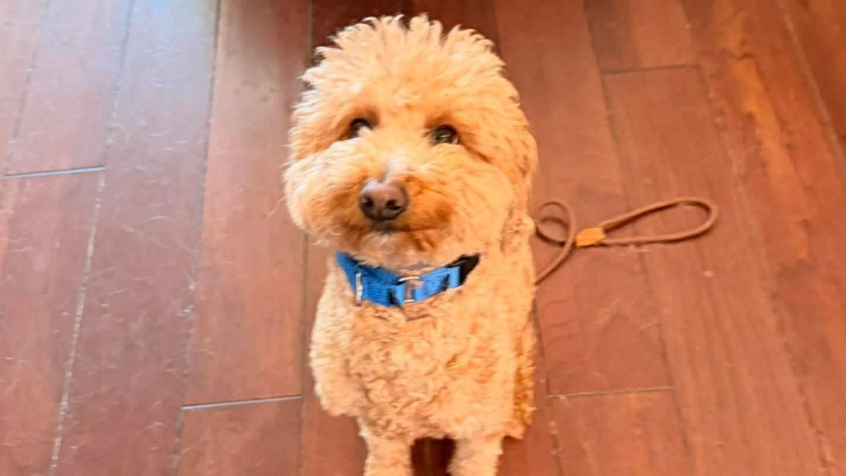 JetBlue, le chien abandonné à l'aéroport 