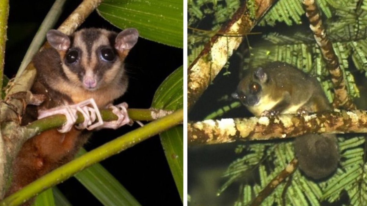 Les deux espèces marsupiaux retrouvées en Papouasie-Nouvelle-Guinée