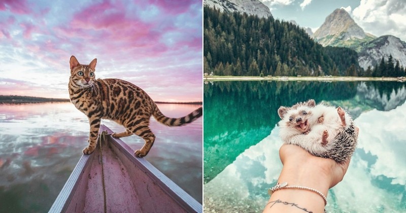 15 animaux à suivre absolument sur Instagram