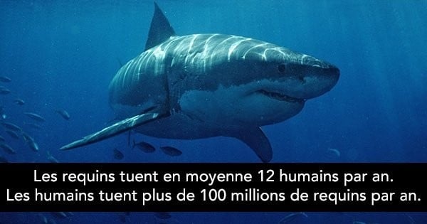 20 choses passionnantes à savoir sur les requins... Derrière les sept rangées de dents interchangeables, il y a un petit coeur qui bat !