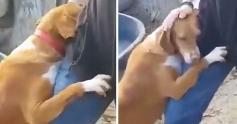 Un chien câline un journaliste visitant un refuge pour faire un reportage jusqu'à ce que ce dernier décide de l'adopter