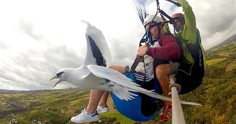 Réunion : il réalise une photo unique en volant à quelques centimètres d'un oiseau sublime