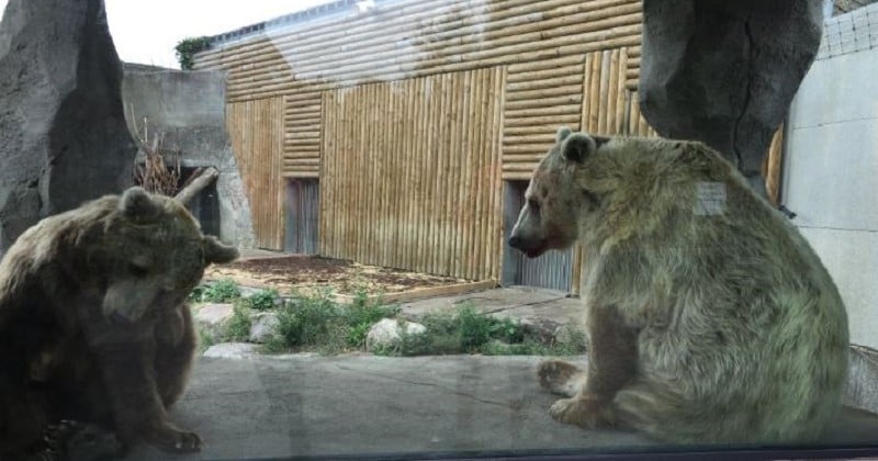 Kiwi, la star du film « L'Ours », transférée dans un plus grand zoo grâce au coup de gueule de Rémi Gaillard