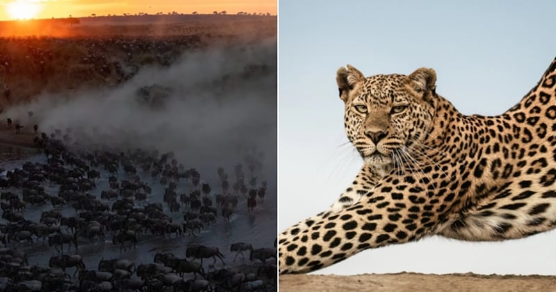 Les plus belles photos du concours The Greatest Maasai Mara Photographer of the Year enfin dévoilées	