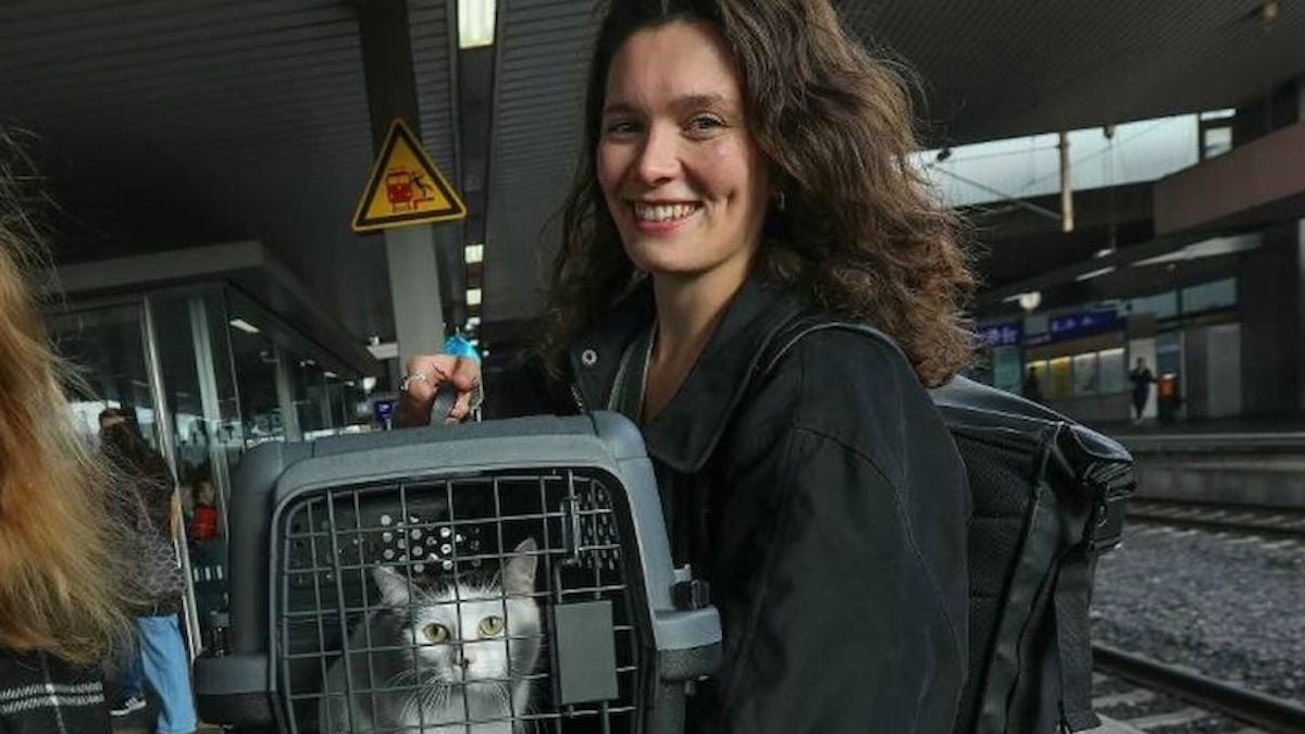 Une chatte retrouve sa propriétaire après avoir parcouru 1000 kilomètres de la France à l'Allemagne