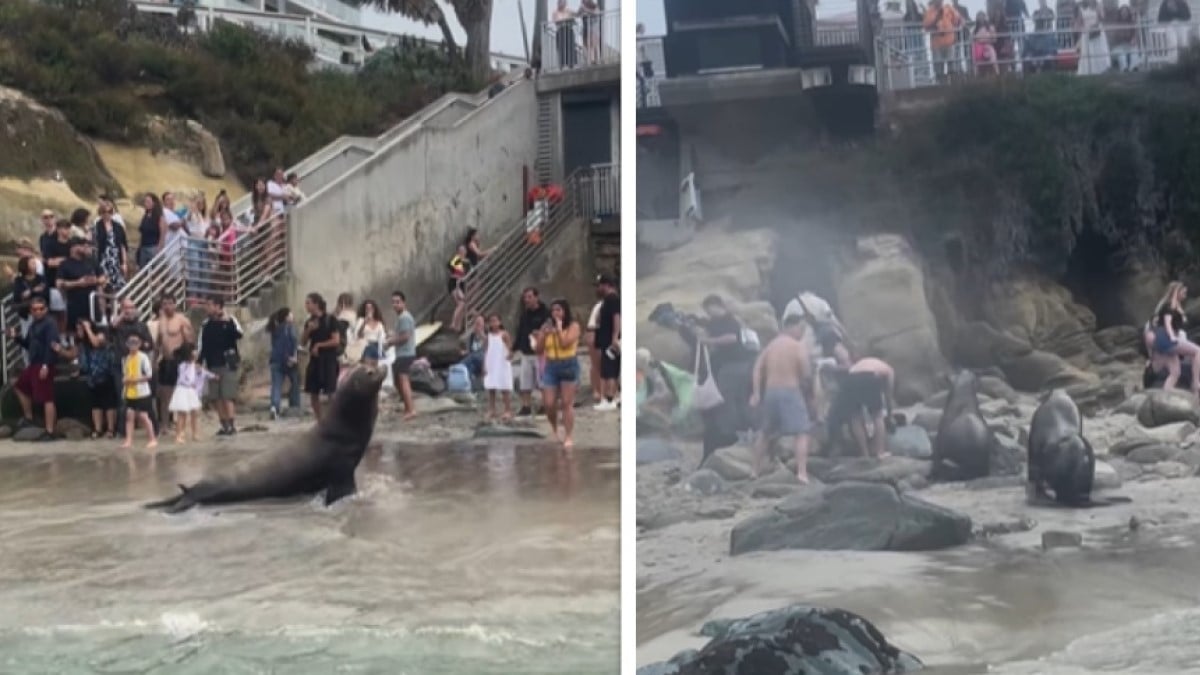 La vengeance de ces lions de mer, oppressés par des touristes sur une plage, devient virale