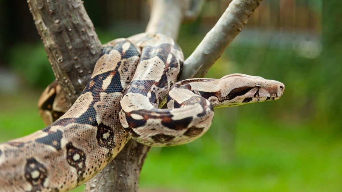 Manche : ce gros boa constrictor a été trouvé en pleine nature 