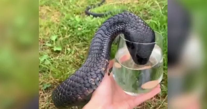 Cette vidéo d'un cobra qui boit dans un verre affole internet