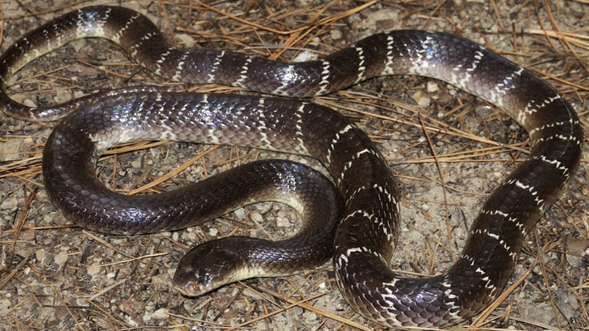 Mordu par un serpent venimeux, il lui arrache la tête avec les dents... et le paie très cher