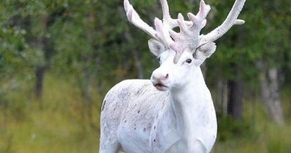 Découvrez ce renne blanc très rare aperçu en Suède... Quel animal magnifique !