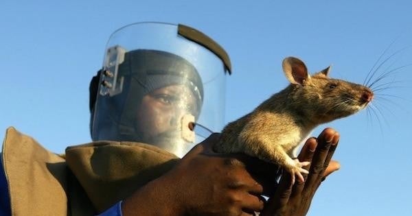 Des rats dressés sauvent des milliers de vie en Afrique... Découvrez comment ! 