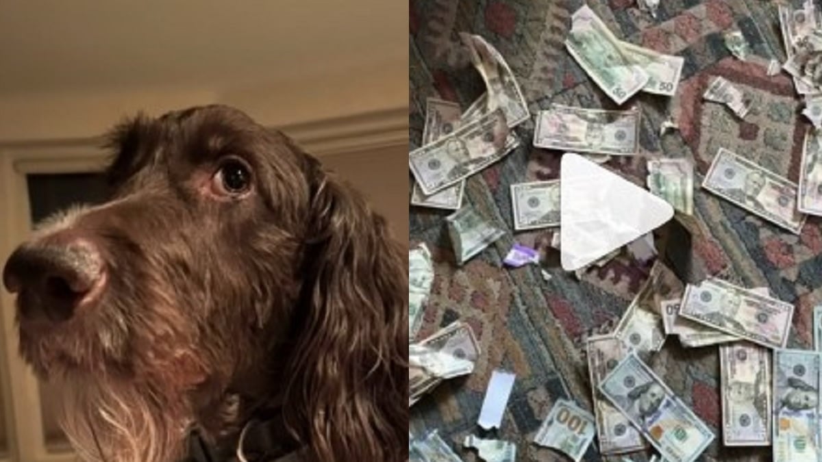 Leur chien avale 4000 dollars en billets, ils tentent le tout pour le tout afin de les récupérer