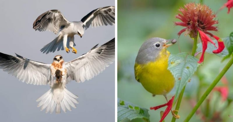 Audubon Photography Awards 2022 : voici les magnifiques clichés récompensés lors du concours photo