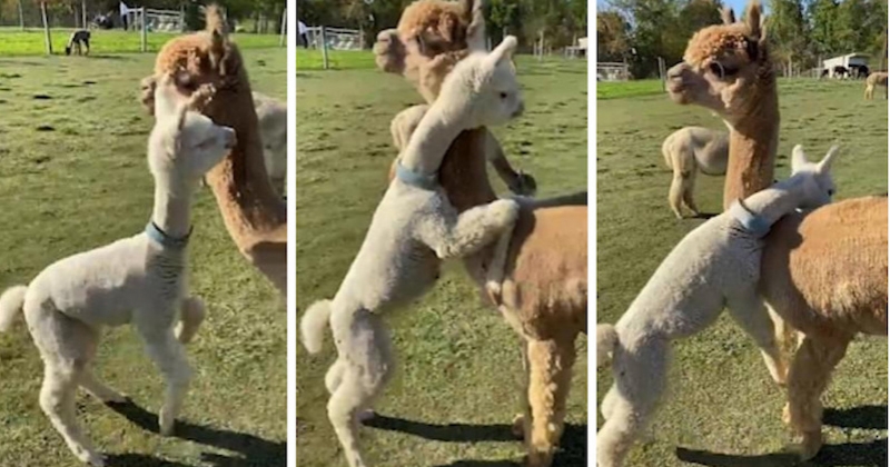 La vidéo de ce bébé alpaga enlaçant sa maman va faire fondre votre coeur !