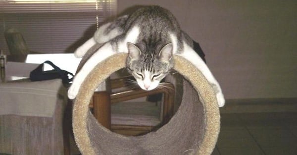 La logique des chats, illustrée en 26 photos hilarantes : vous allez craquer tellement c'est drôle !