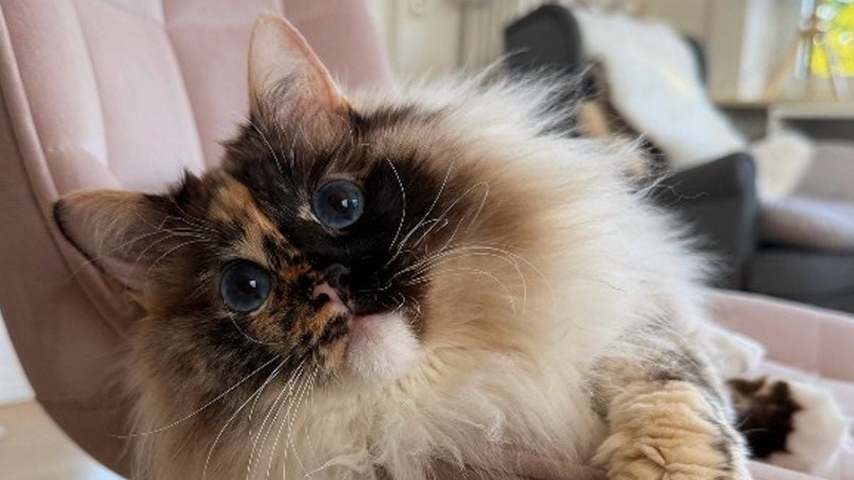 « Le plus beau chat du monde » : ce chat à la particularité physique rare laisse bouche bée les internautes 