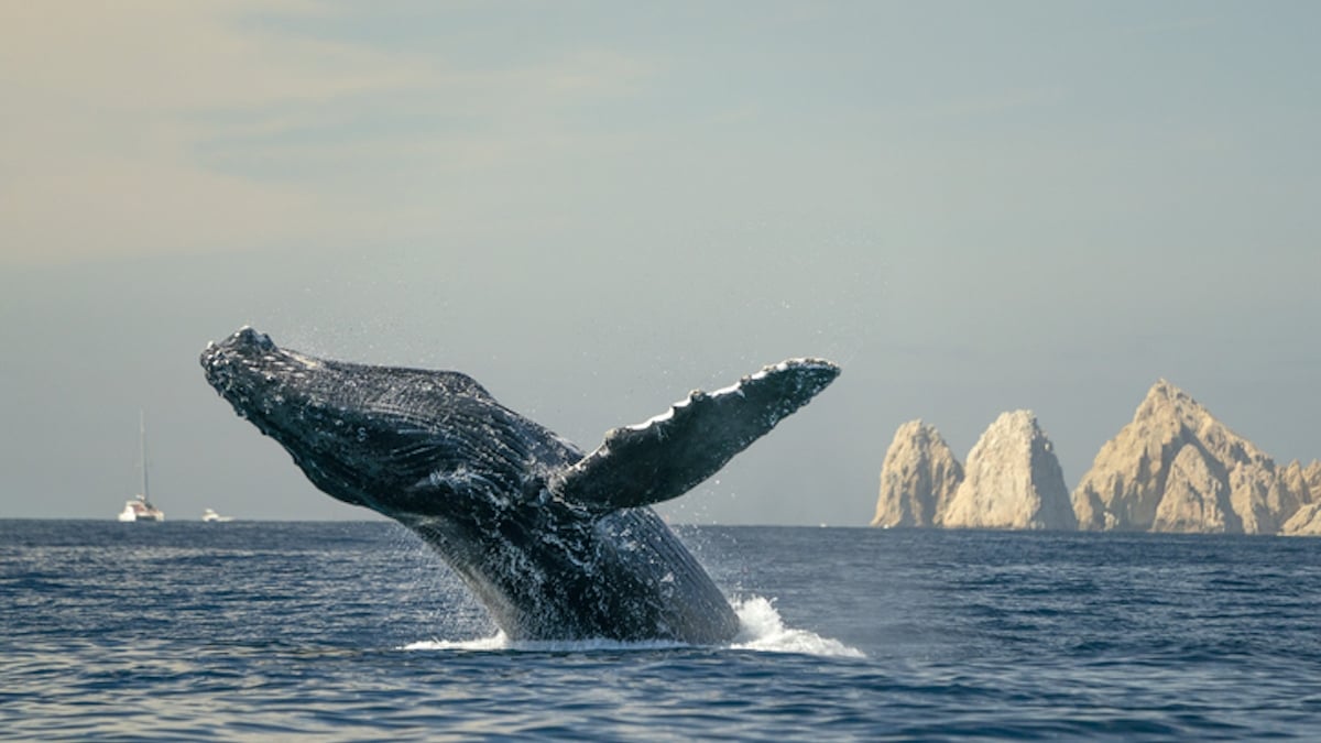 En traversant tout l'océan Atlantique sur plus de 15 000 kilomètres, cette baleine a battu deux records