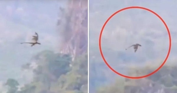 Une mystérieuse créature a été filmée en train de voler dans le ciel en Chine...