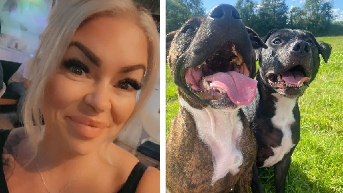 Elle se fait mordre par un chat errant pendant ses vacances, ses chiens lui sauvent la vie 