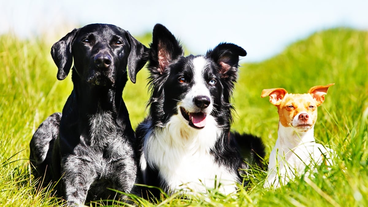 C'est la journée internationale du chien : voici les 20 races préférées des Français ! 