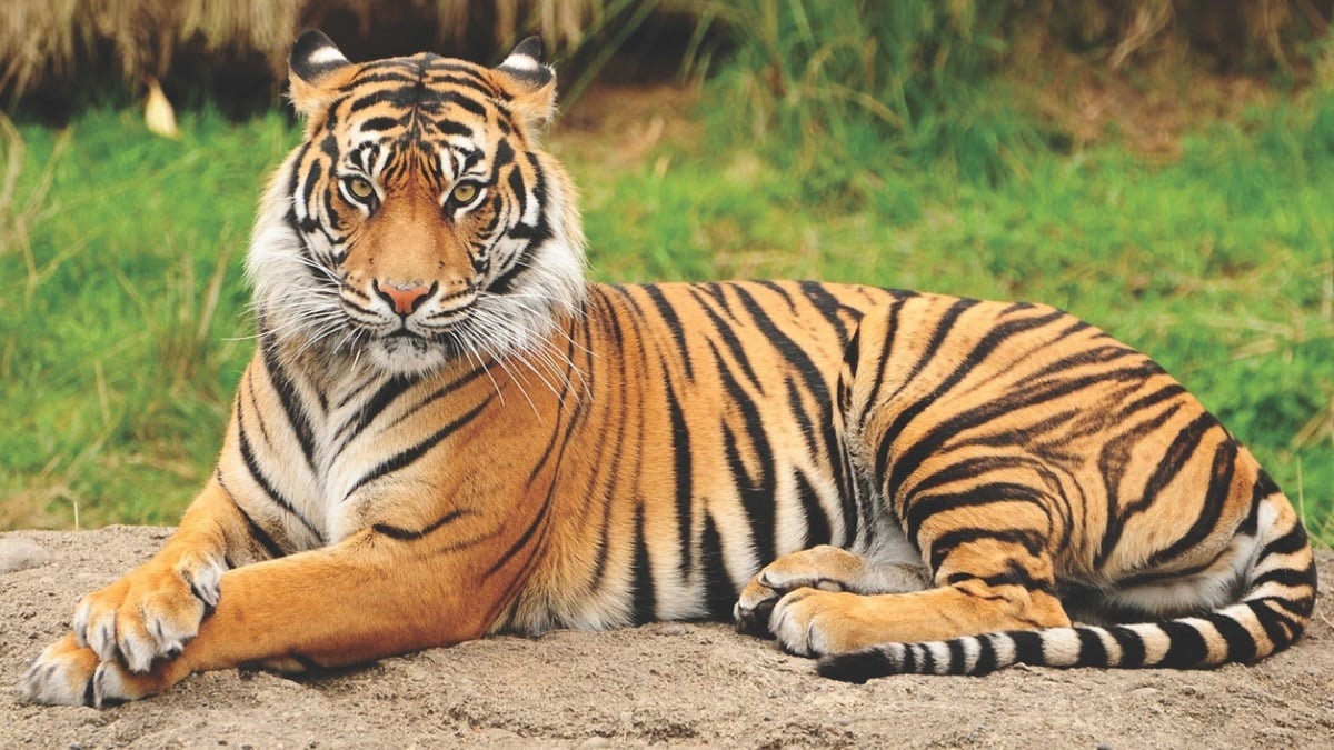 La justice saisit un tigre empaillé et le confie au musée d'histoire naturelle de Nancy 