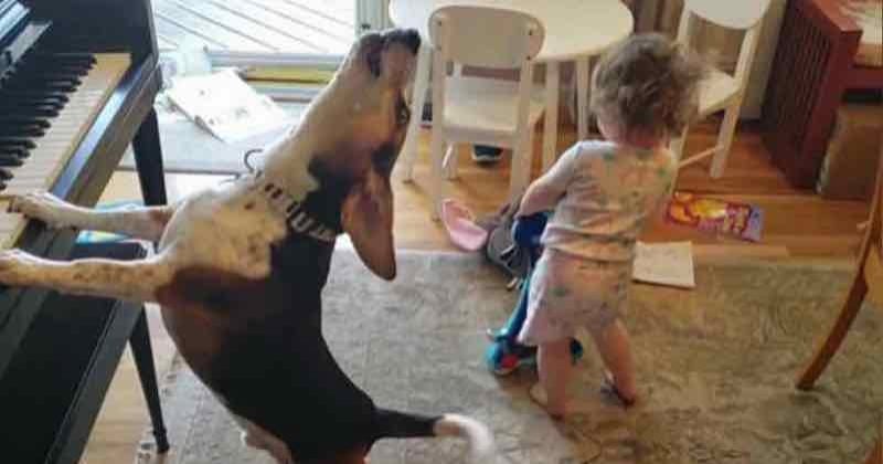 Ce père de famille capture une adorable vidéo montrant sa fille en train de danser tandis que son chien joue du piano 