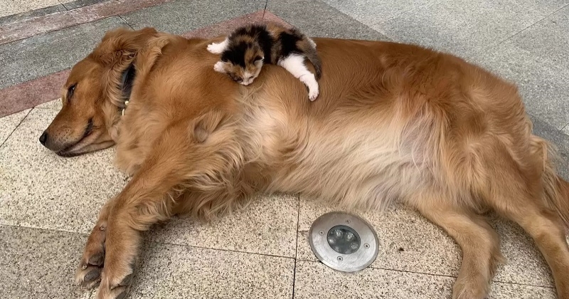 Un chien mène son maître jusqu'à un chaton abandonné et insiste pour l'adopter