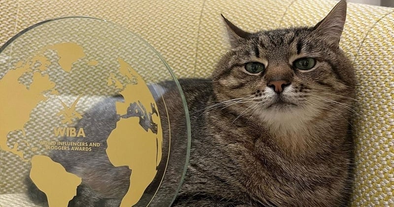 Cannes : un chat ukrainien désigné meilleur influenceur du monde