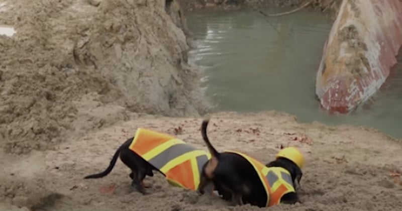 Deux teckels ont creusé le sable pour dégager le navire bloqué dans le canal de Suez 