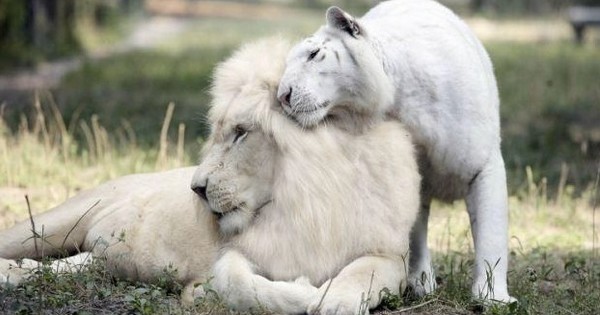 Un lion et une tigresse blancs qui s'accouplent, ça donne ça... Le résultat est juste adorable ! 