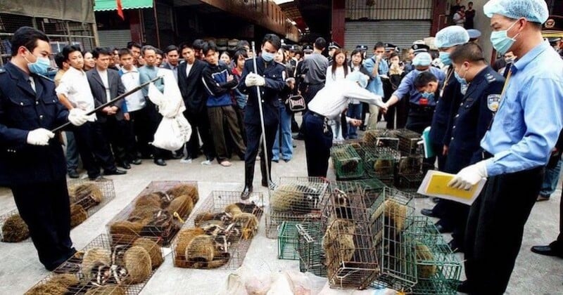 Coronavirus : le Parlement chinois vote l'interdiction du commerce et la consommation d'animaux sauvages 