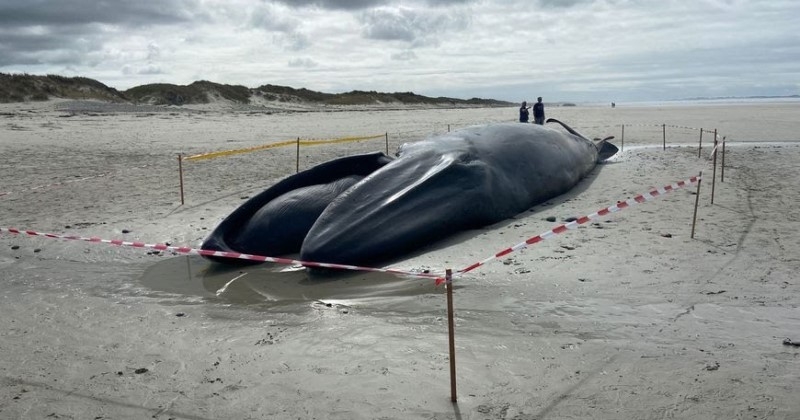Finistère : un deuxième rorqual de 15 mètres de long retrouvé échoué sur une plage
