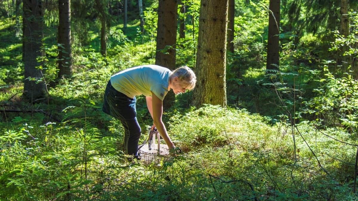 Un couple de personnes âgées ramasse de «l'ail des ours» en forêt, le cuisine... et meurt