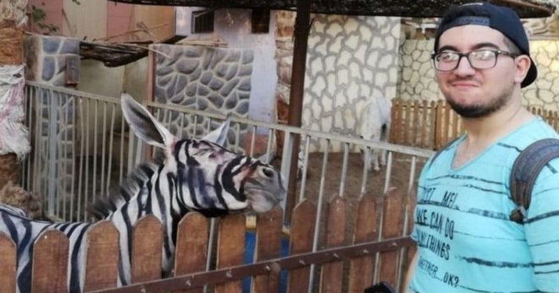 En Egypte, un zoo est soupçonné d'avoir peint un âne afin de le faire passer pour un zèbre...