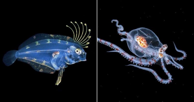 Ces photos sous-marines de petits animaux nocturnes sont juste exceptionnelles