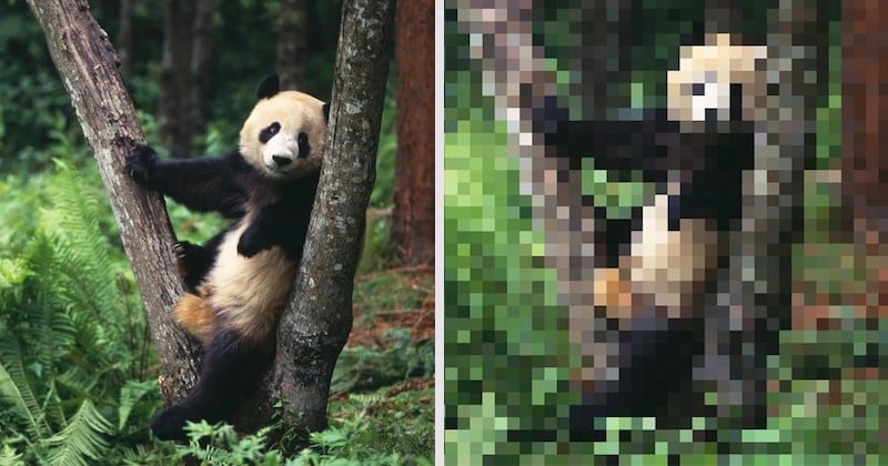 Moins il y a de pixels, plus l'animal est menacé d'extinction sur cette série de photos percutantes
