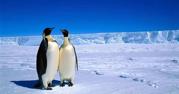 En Antarctique, le plus grand sanctuaire marin du monde va être créé afin de protéger les milliers d'espèces uniques qui y vivent de la menace des activités humaines